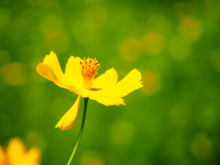 blooming yellow cosmos flower with green garden bokeh background