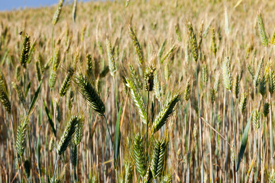 ripening cereals in the field