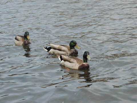 ducks
