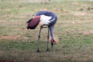 The black-crowned crane, also known as the black-crested crane, is a bird in the crane family Gruidae. It occurs in dry savannah in Africa south of the Sahara, although in nests in somewhat wetter hab