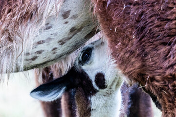 close up of a white tailed deer
