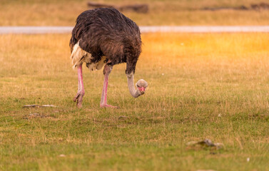 The common ostrich or simply ostrich is a species of large flightless bird native to certain large areas of Africa. It is one of two extant species of ostriches, the only living members of the genus 