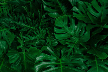 Naklejka na ściany i meble Background with dark green tropical leaves, fresh flat background. Flat lay. Nature concept