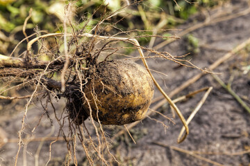 agricultural field , yellow potatoes