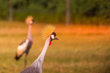 The black-crowned crane, also known as the black-crested crane, is a bird in the crane family Gruidae. It occurs in dry savannah in Africa south of the Sahara, although in nests in somewhat wetter hab