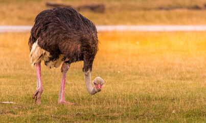 The common ostrich or simply ostrich is a species of large flightless bird native to certain large areas of Africa. It is one of two extant species of ostriches, the only living members of the genus 