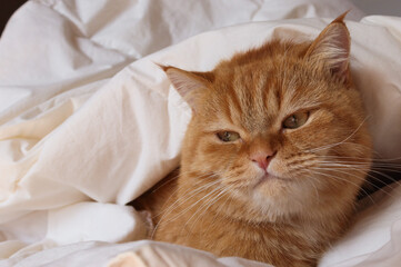 Fototapeta na wymiar cat in bed A ginger Persian cat sits on the right in the bed under a white duvet, close-up side view.