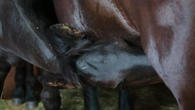Young horse foal drinks milk from its mother inside their horse stall