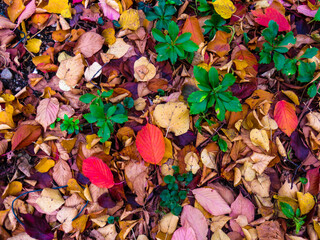 colorful autumn leaves background