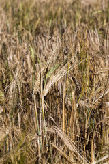agricultural cereals- wheat or rye products