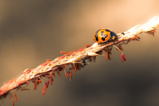 Close up image of ladybug creeping on branches with beautiful toned color
