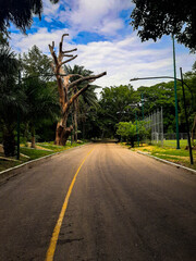 Vista de una carretera en medio de la naturaleza