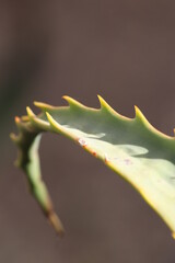 naturaleza; cactus; aloe