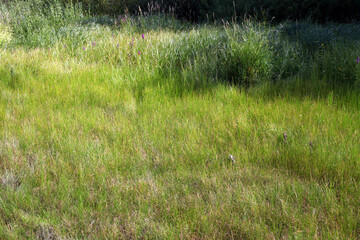 green loan on the beach in sunny summer day