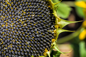 annual sunflower with seeds