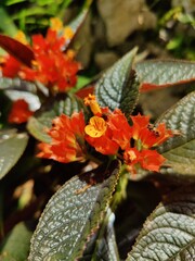 flowers plants  nature 