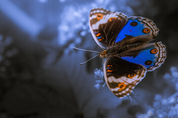 Fototapeta na wymiar Close up moody image of butterfly on grass