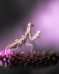 Beautiful macro art of praying mantis is ready to fight