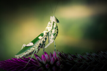 Beautiful Macro art of defensive pose of Green Praying Mantis
