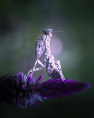 Beautiful Macro art of defensive pose of Green Praying Mantis