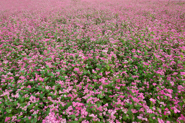 満開になった赤そばの花	