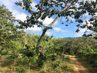 The Cuban countryside