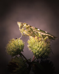 Defensive pose of praying mantis sitting on plant