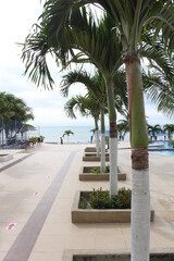 Fototapeta premium palm trees on the beach