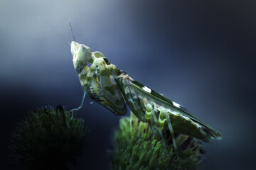 Beautiful Macro art of defensive pose of Green Praying Mantis