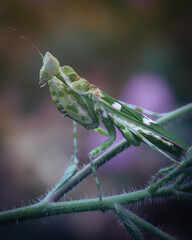 Beautiful Macro art of defensive pose of Green Praying Mantis
