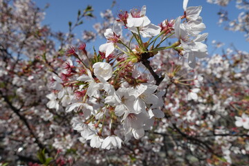 Cherry Blossom