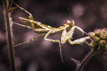 Beautiful macro art of praying mantis is ready to fight