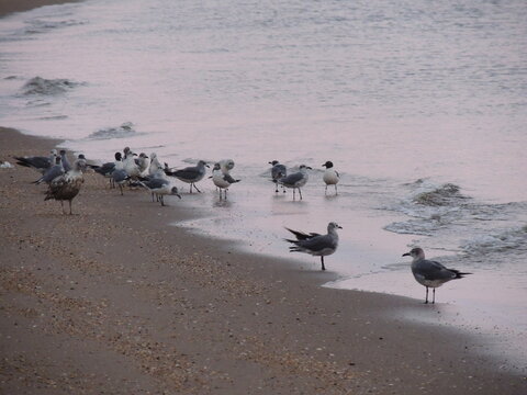 seagull flock
