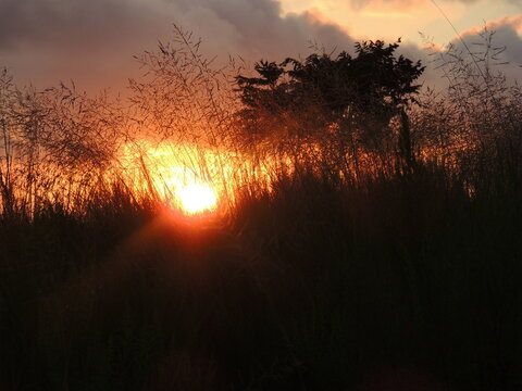 beach grass sunrise