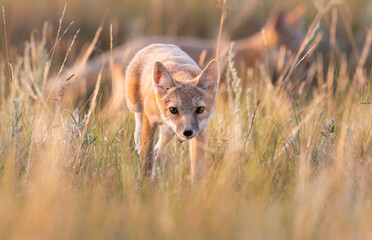 Endangered swift fox in the wild