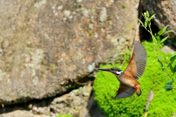 羽根を広げて飛ぶカワセミ幼鳥メス