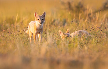 Endangered swift fox in the wild