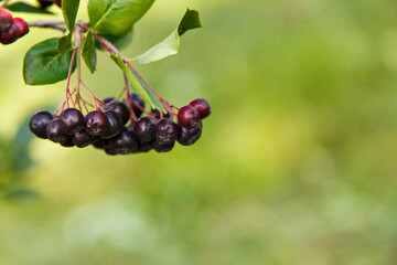 crop: black-fruited Rowan berries on a tree in the garden. the products are ready for export. import of seasonal goods.