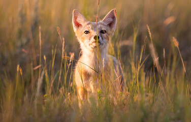 Endangered swift fox in the wild