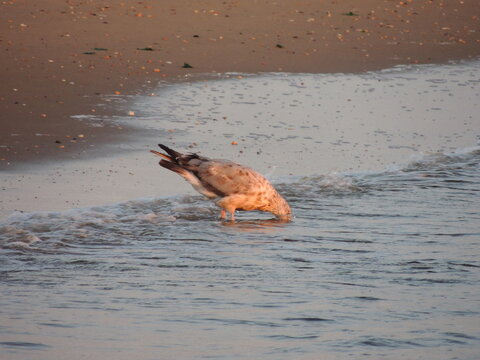 seagull eating