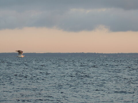 seagull flying