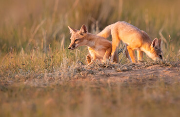 Endangered swift fox in the wild