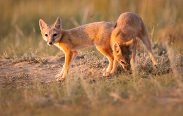 Endangered swift fox in the wild