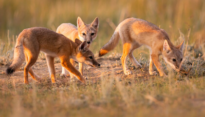 Endangered swift fox in the wild