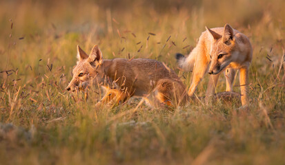 Endangered swift fox in the wild