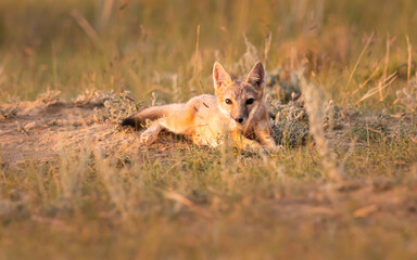 Endangered swift fox in the wild