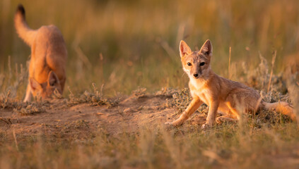 Endangered swift fox in the wild