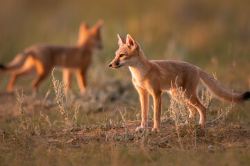 Endangered swift fox in the wild