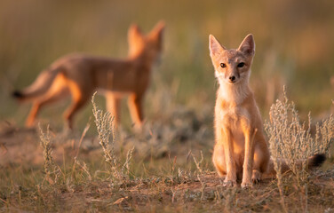 Endangered swift fox in the wild