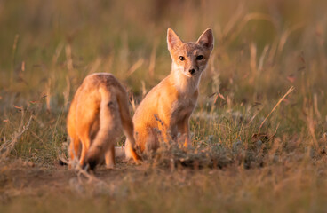 Endangered swift fox in the wild